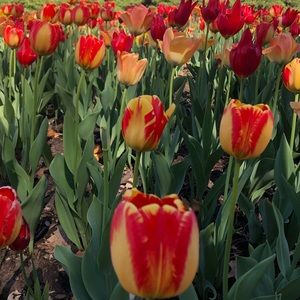 Meet your Posher, Morgan